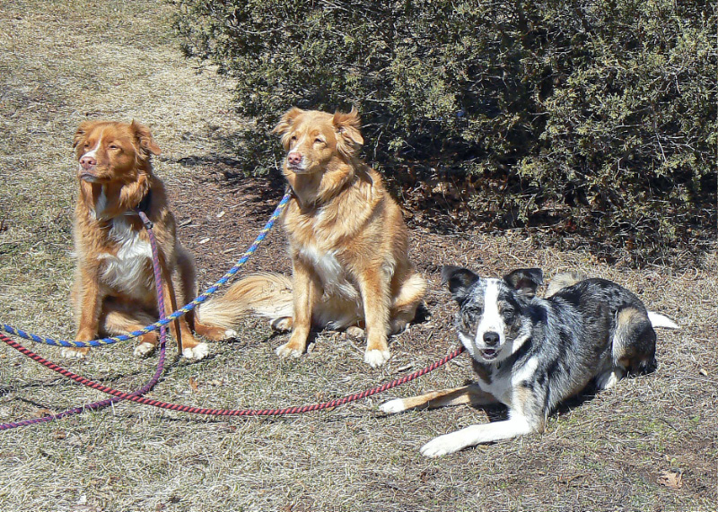 Ray's Dogs